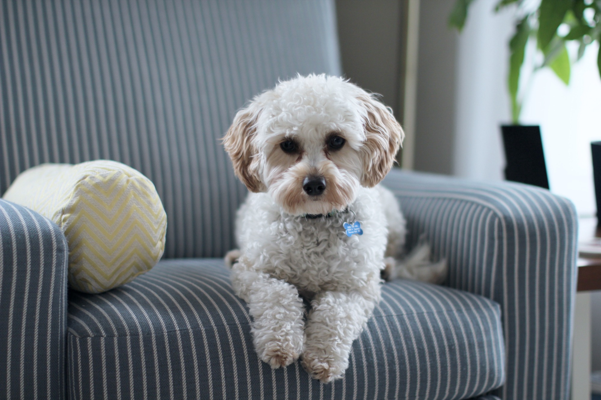Adorable puppy enjoying a clean and puppy-proofed home